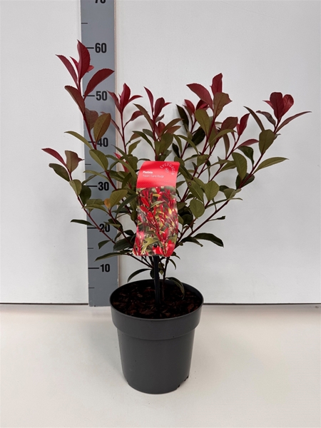 Photinia Fraseri Carré Rouge