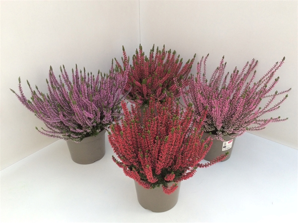 Calluna Garden Girls Mix