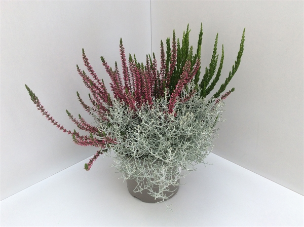 Calluna Garden Girls Calocephalus Combi