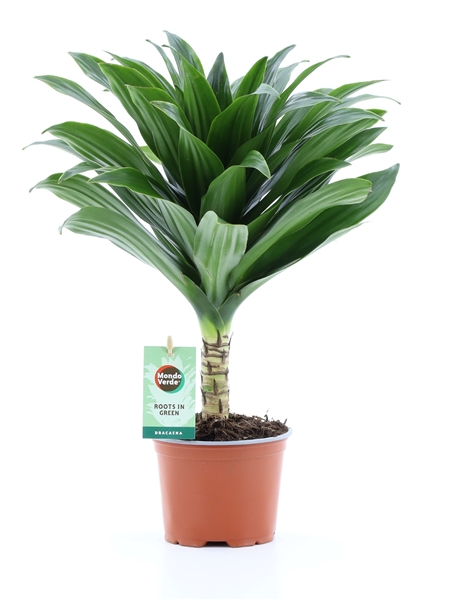 Dracaena Fragrans Janet Craig Compacta Hochstamm