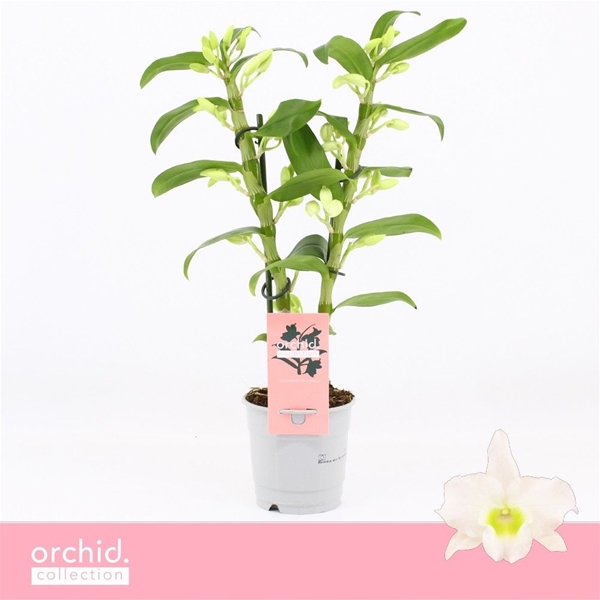 Dendrobium Nobile Apollon Kurz 2-t