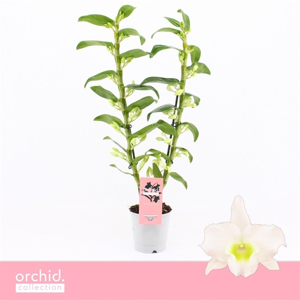 Dendrobium Nobile Apollon 2-t