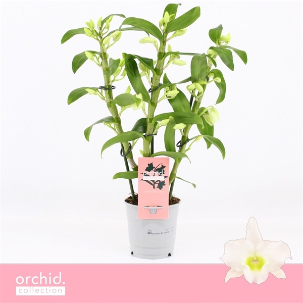 Dendrobium Nobile Apollon Kurz 3-t