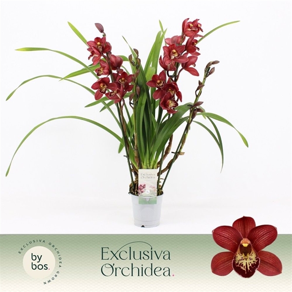 Cymbidium Rot 4-t
