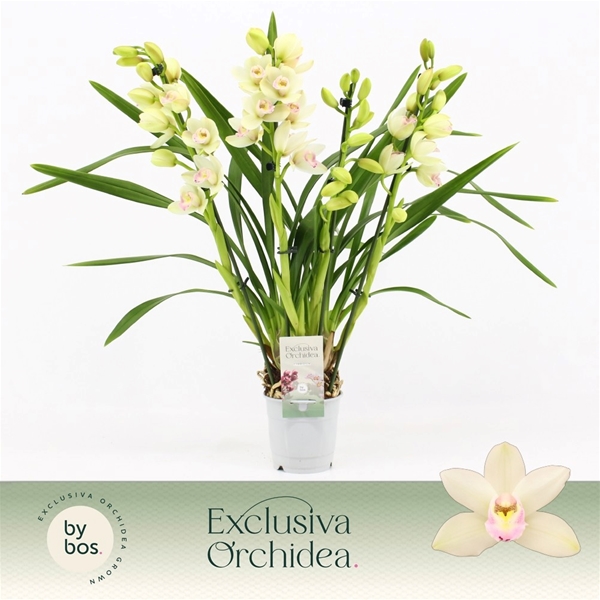Cymbidium Weiss 4-t