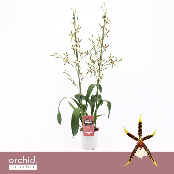 Brassia Yellow Spider 2-t