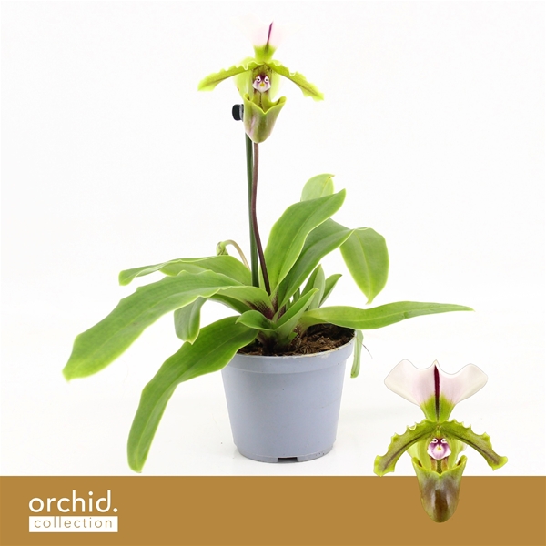 Paphiopedilum Milano 1-t