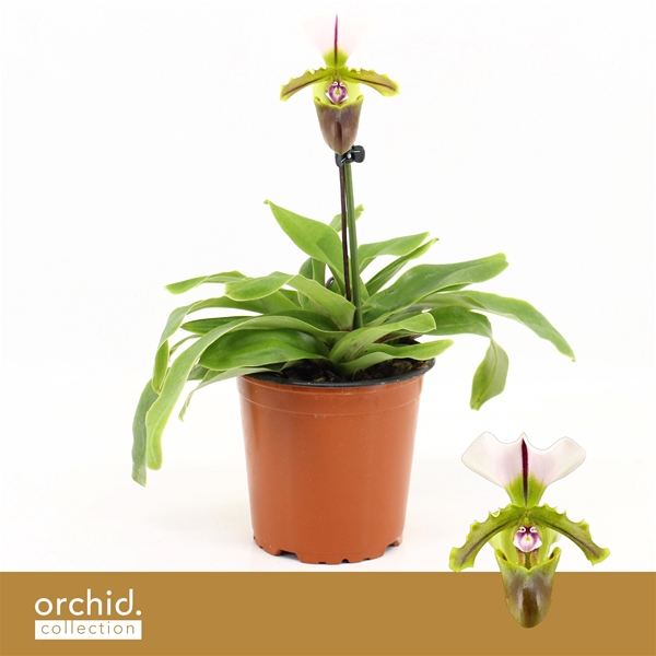 Paphiopedilum Milano 1-t