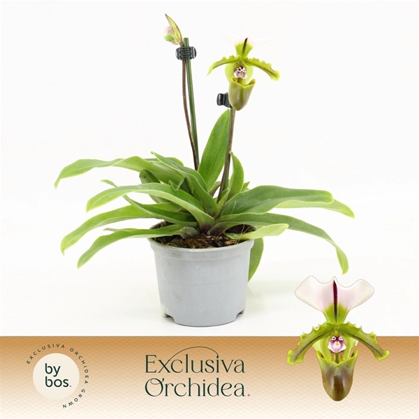 Paphiopedilum Milano 2-t