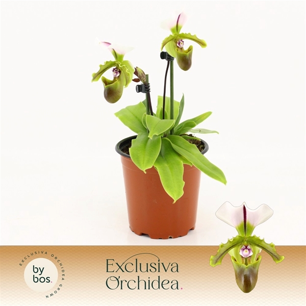 Paphiopedilum Milano 2-t