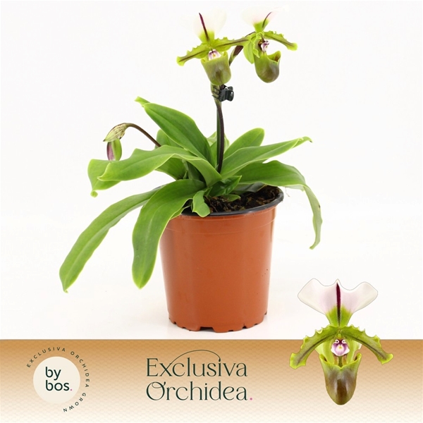 Paphiopedilum Milano 3-t