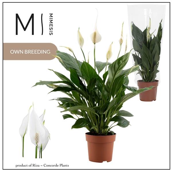 Spathiphyllum Pico Cupido