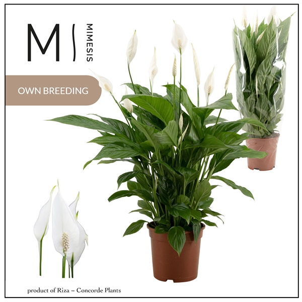 Spathiphyllum Vivaldi