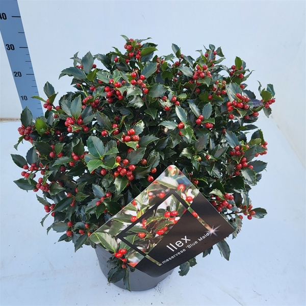 Ilex Meserveae Blue Maid Kügel