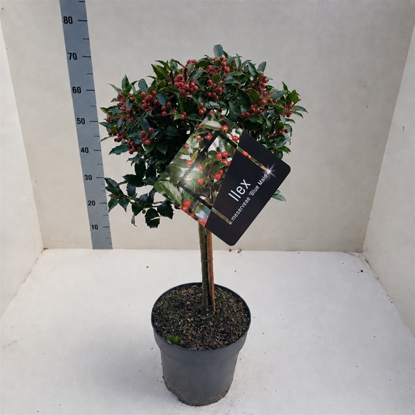Ilex Meserveae Blue Maid 40cm Stam