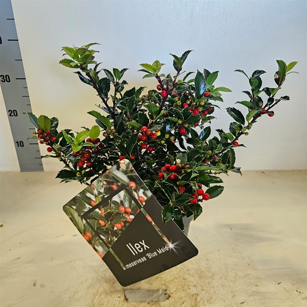 Ilex Meserveae Blue Maid Bush
