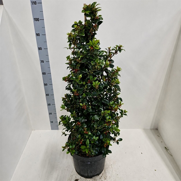 Ilex  Meserveae Heckenfee