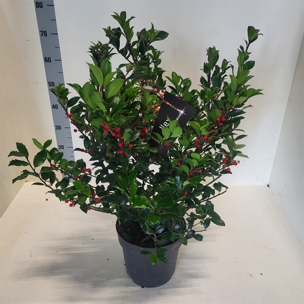 Ilex Meserveae Blue Maid Bush