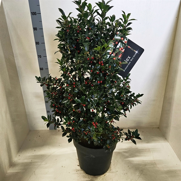 Ilex Meserveae Blue Maid Bush