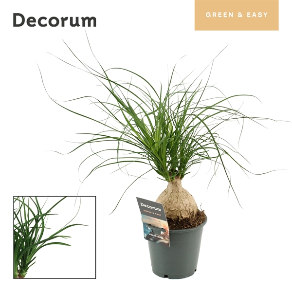 Beaucarnea Recurvata Bol