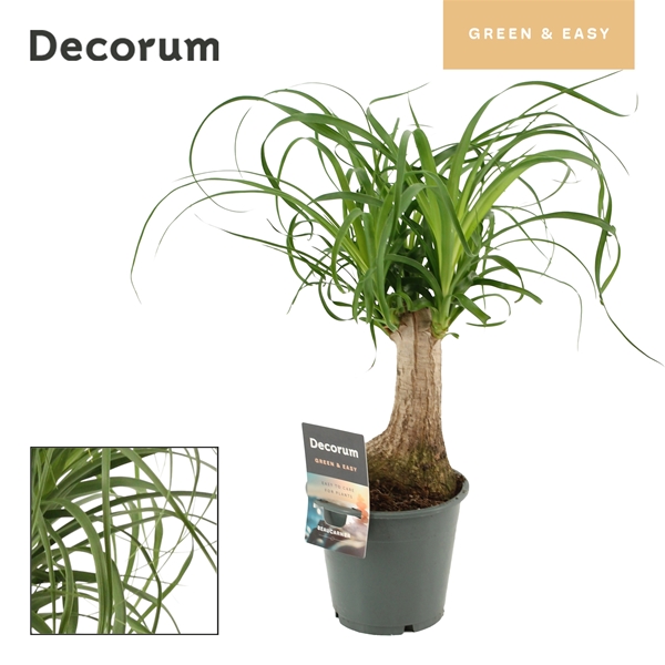 Beaucarnea Recurvata Stam