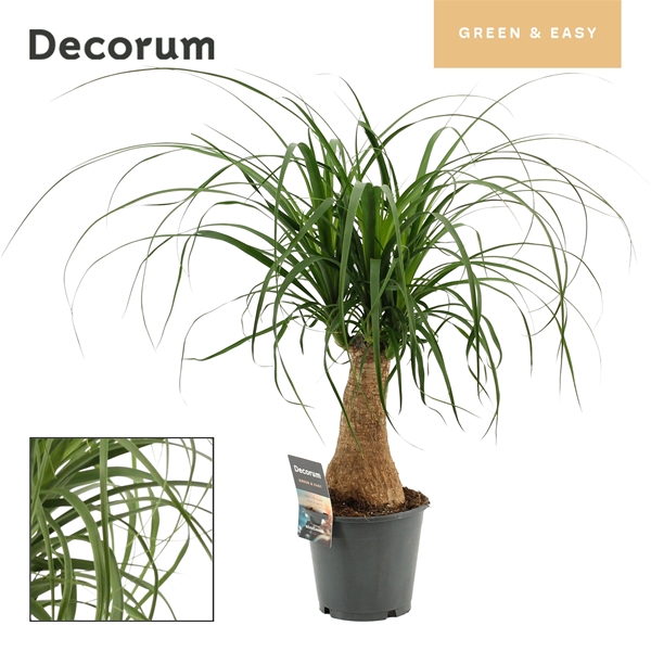Beaucarnea Recurvata Stam