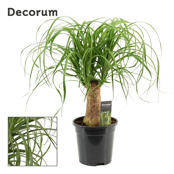 Beaucarnea Recurvata Stam
