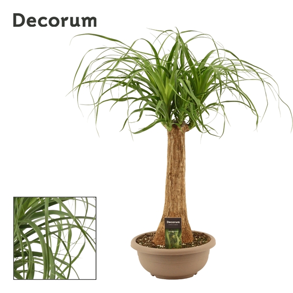 Beaucarnea Recht Stam