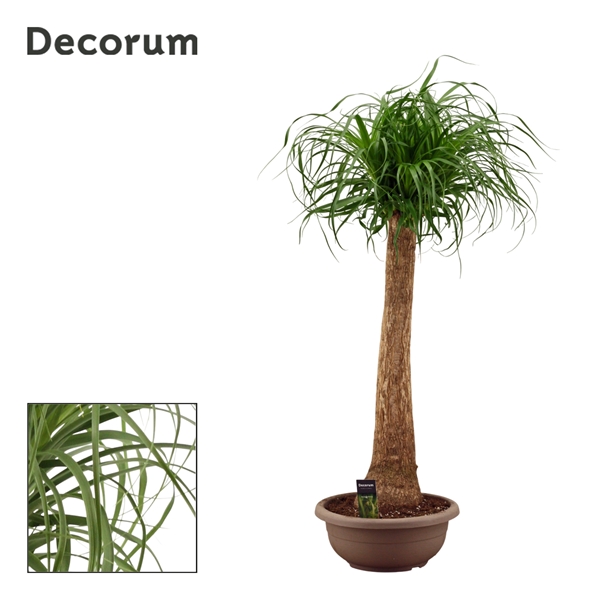 Beaucarnea Recurvata Stam