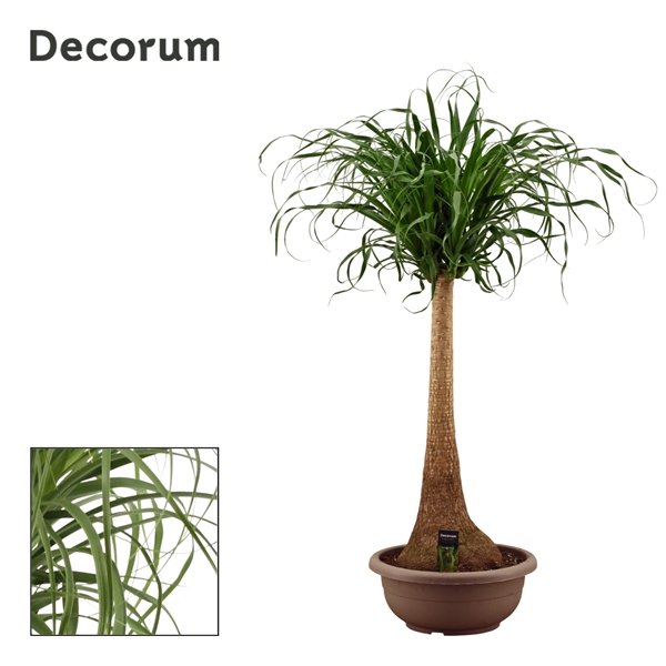 Beaucarnea Recurvata Stam