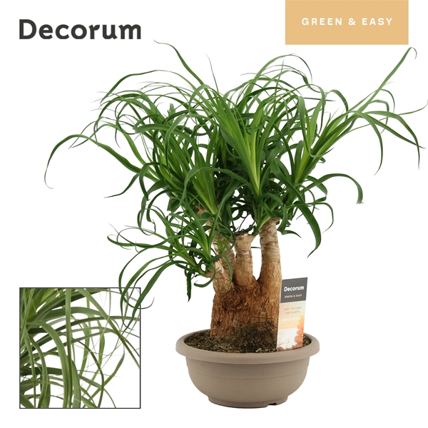 Beaucarnea Verzweigt Schale