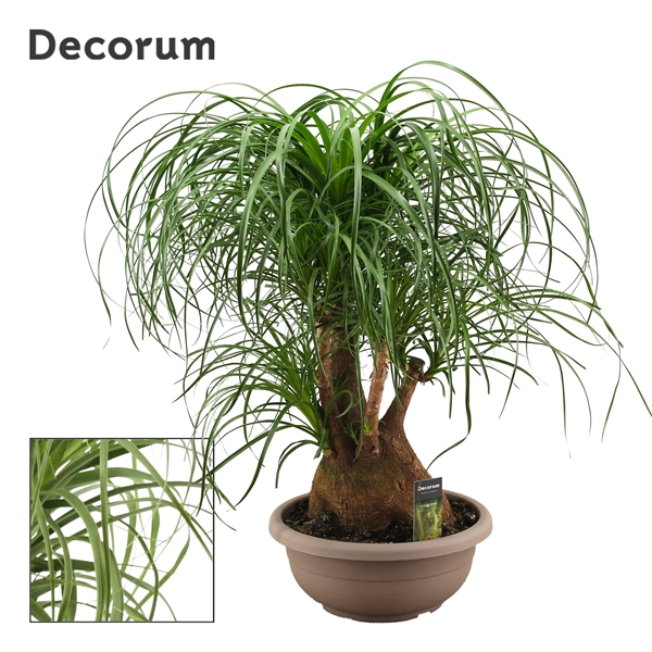 Beaucarnea Recurvata Verzweigt