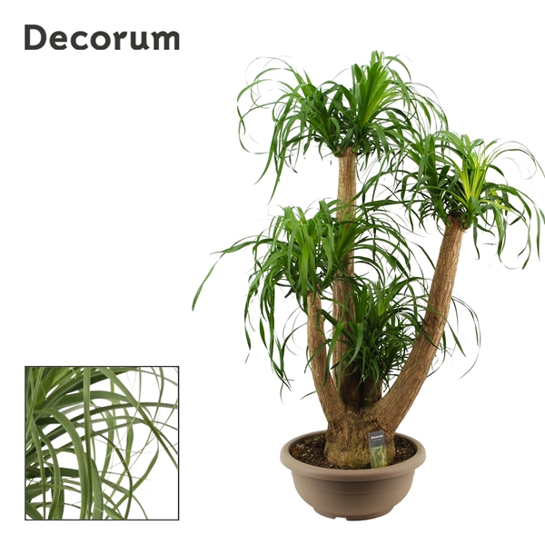Beaucarnea Verzweigt