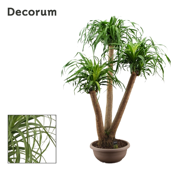 Beaucarnea Verzweigt