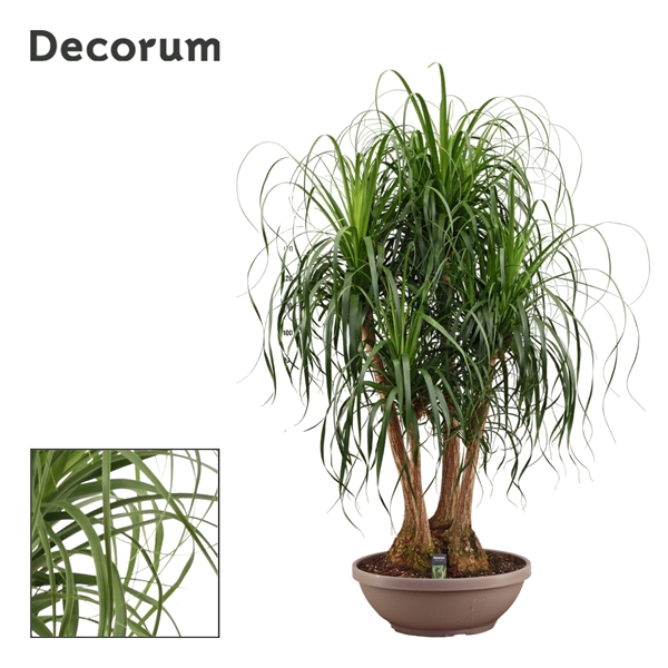 Beaucarnea Verzweigt 