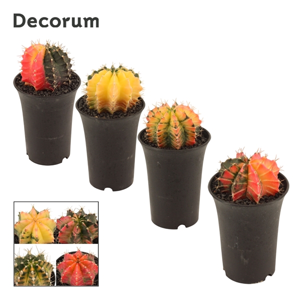 Gymnocalycium Cactus Mix
