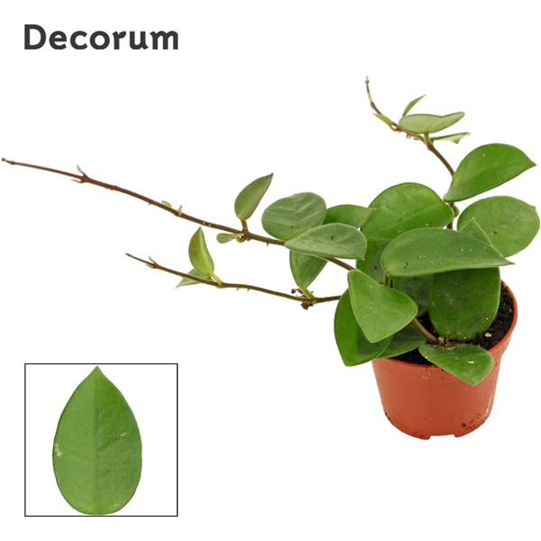 Hoya Chouke