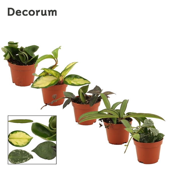Hoya Mixtray