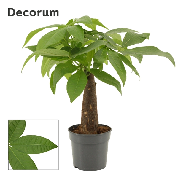 Pachira Trunk