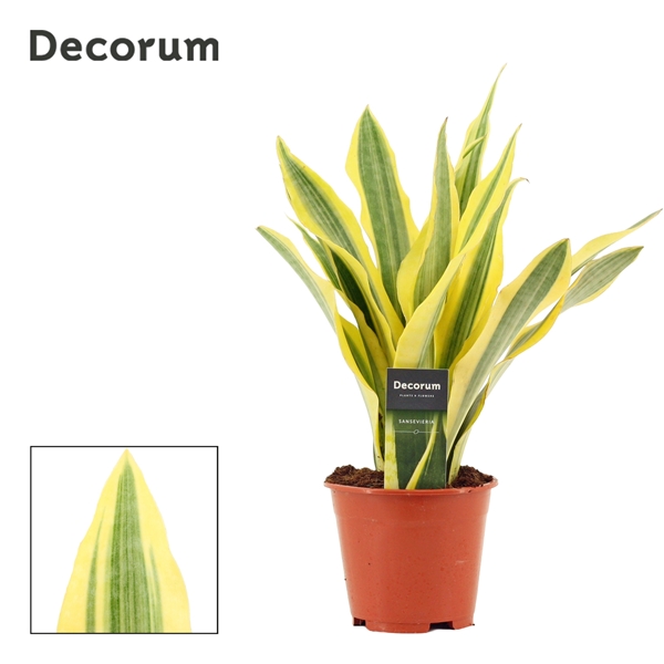 Sansevieria Aubrytiana Yellowstone