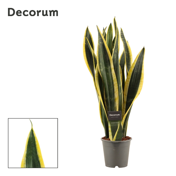 Sansevieria Black Gold