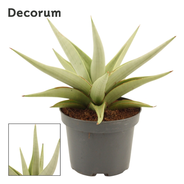 Sansevieria Chanin Crown 