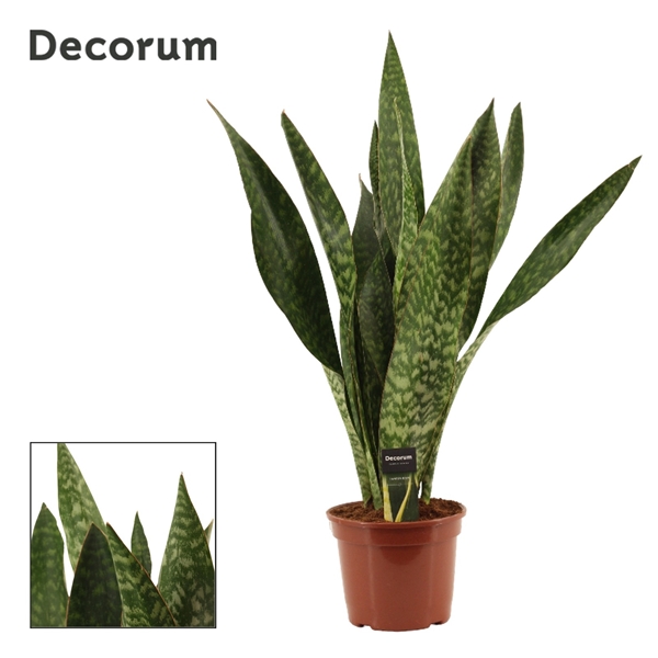Sansevieria Jamaiquina 