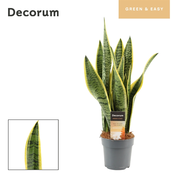 Sansevieria Laurentii
