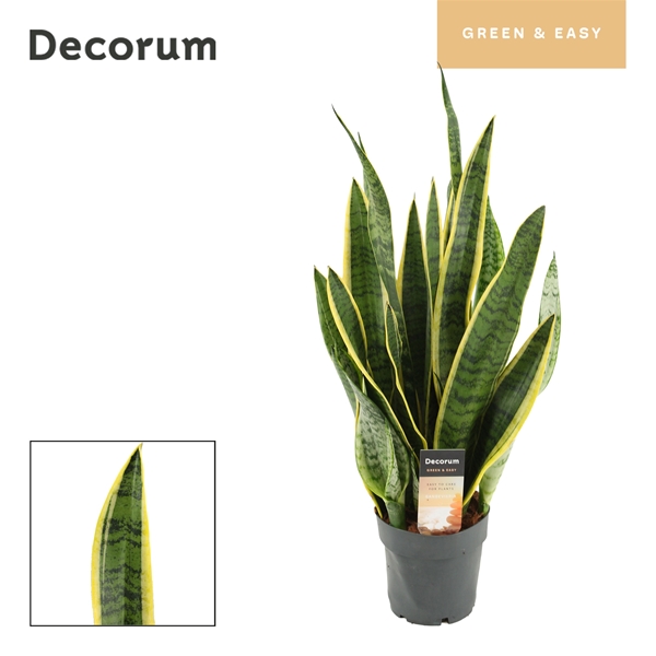Sansevieria Laurentii