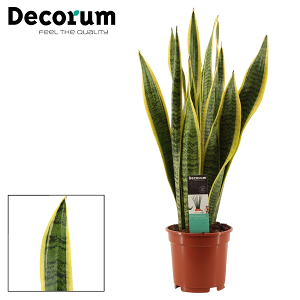 Sansevieria Laurentii