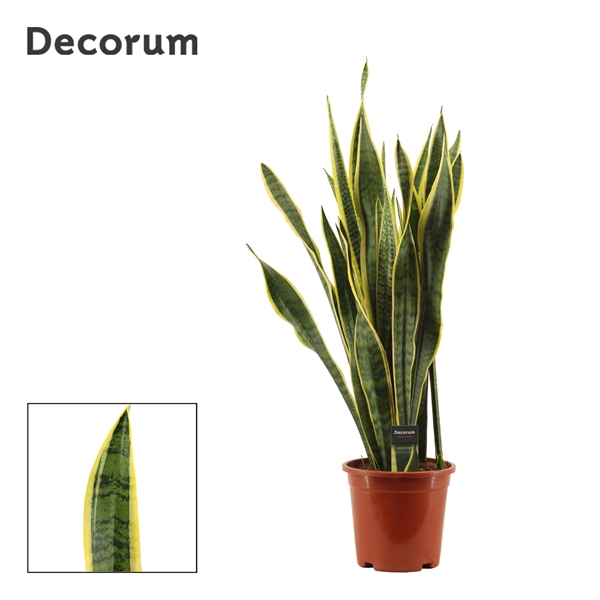 Sansevieria Laurentii