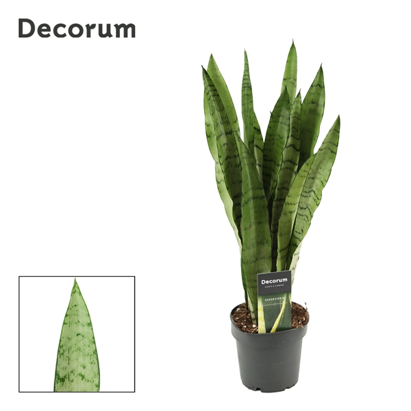 Sansevieria Peppermint 