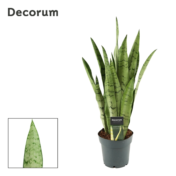 Sansevieria Peppermint 