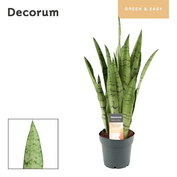 Sansevieria Peppermint 
